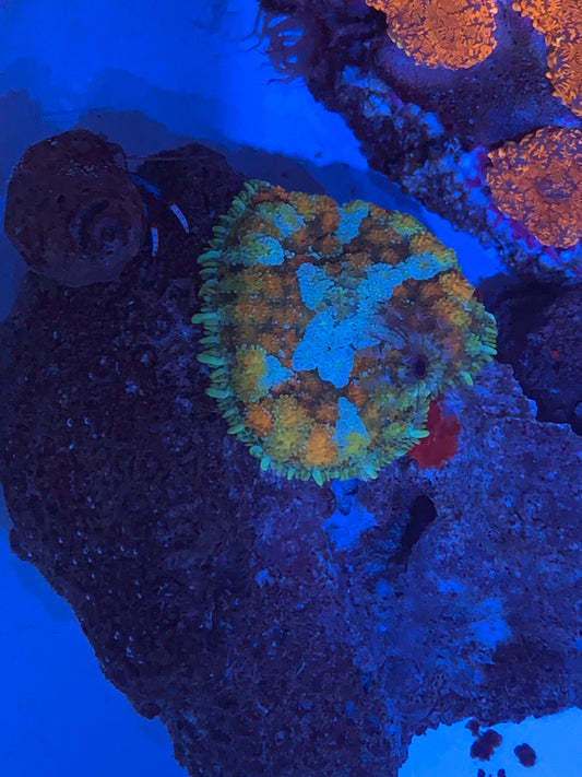 Multicolor Pincushion